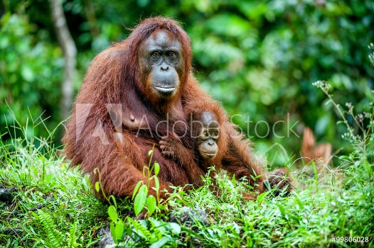 Picture of A female of the orangutan with a cub in a native habitat Bornean orangutan Pongo o pygmaeus wurmmbii in the wild nature